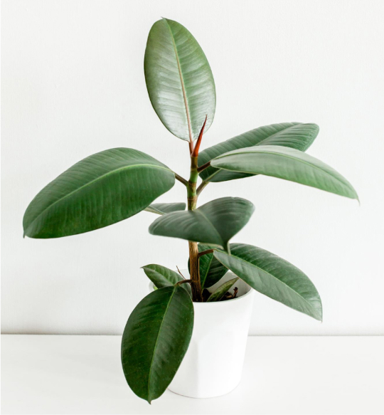 The Power of Plants: How Ancient Wisdom Shapes Modern Wellness